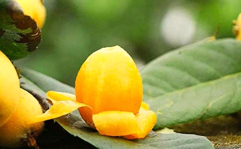 摘枇杷作文15篇(熱)