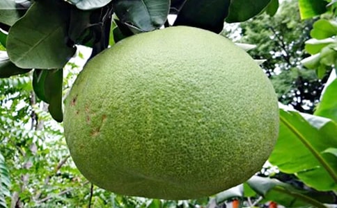 柚子茶的功效與作用