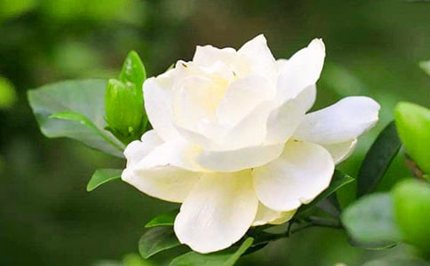 梔子花開作文經(jīng)典15篇