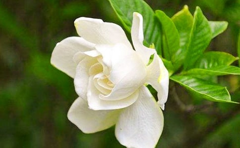 梔子花開作文(通用30篇)