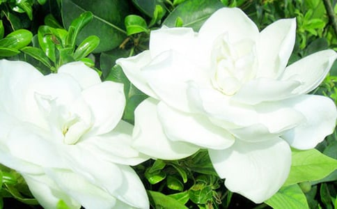 【精】梔子花香作文