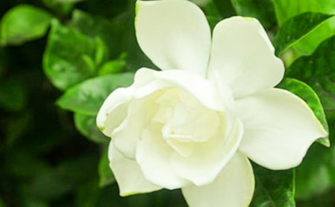 觀察梔子花的日記