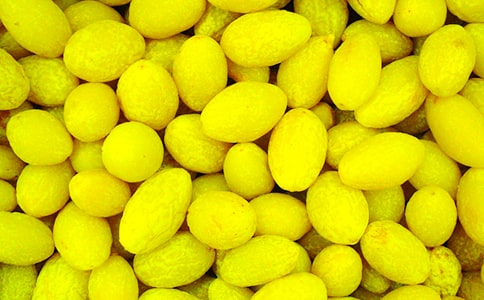 《白色橄欖樹》讀后感