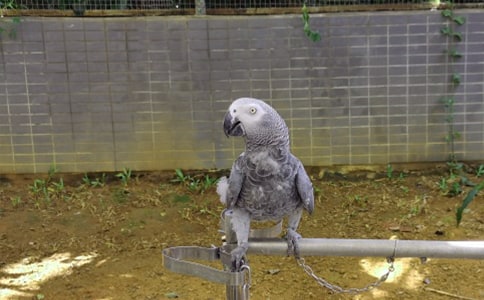 (���])�ɐ۵�С�W�^����