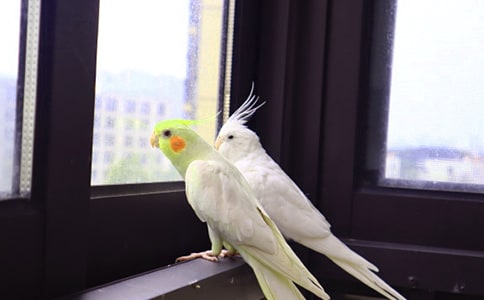 鸚鵡的自述作文【必備】