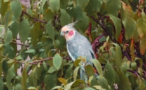 非洲灰鸚鵡的生活習(xí)性 非洲灰鸚鵡繁殖方法