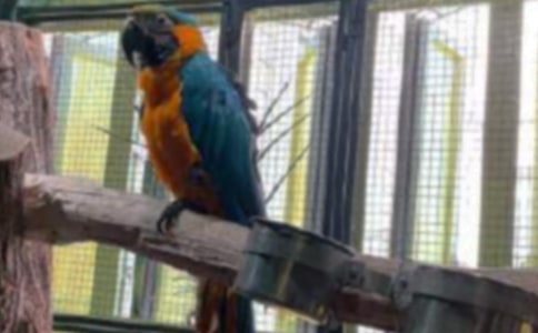 可愛的鸚鵡作文集錦15篇