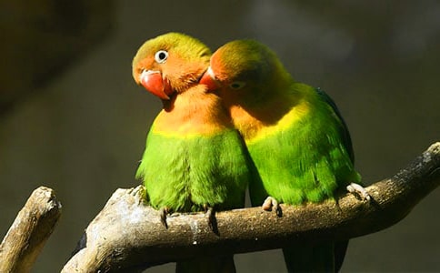 太平洋鸚鵡的外形有什么特征?