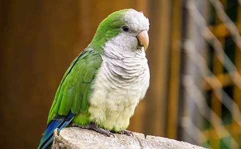 (優(yōu)秀)鸚鵡作文600字5篇