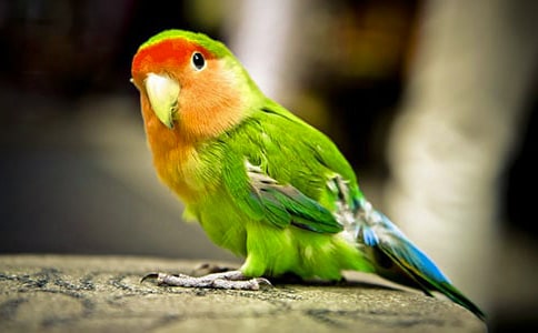 亞歷山大鸚鵡的簡(jiǎn)介 亞歷山大鸚鵡的產(chǎn)地