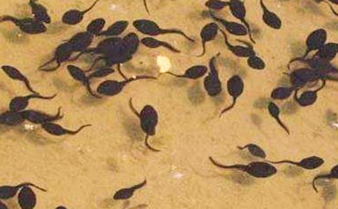 【精華】小蝌蚪的作文