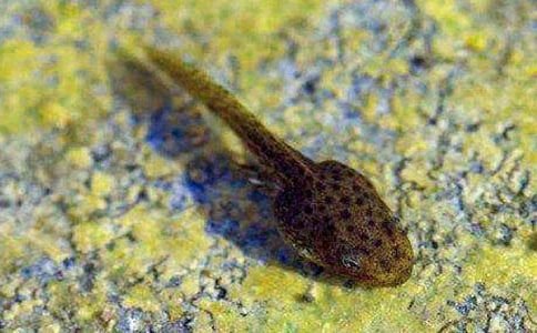 ׽С������ĳ��ã�10ƪ��