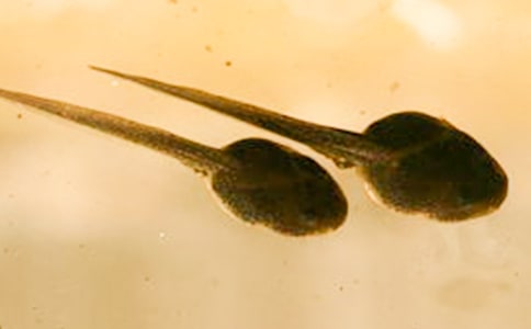 ׽С�������