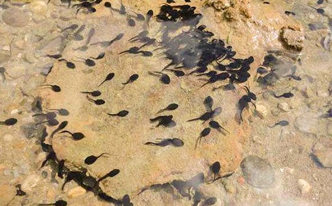 大班美術小蝌蚪找媽媽教案9篇