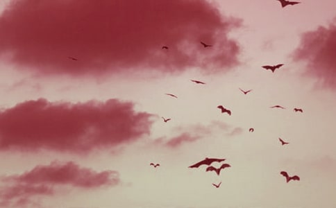 《蝙蝠和雷達(dá)》反思