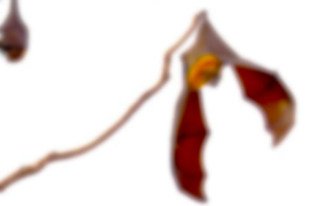 �������c���_���̌W��䛽�(j��ng)�䡾5ƪ��