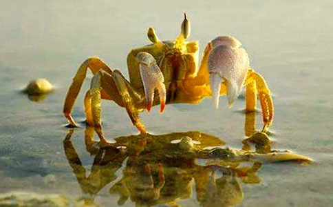 (優(yōu)選)捉螃蟹作文