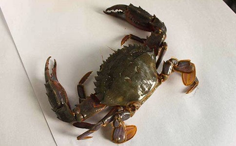 關(guān)于螃蟹觀察日記匯編六篇