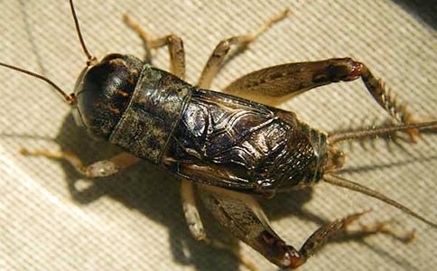 �����L(f��ng)�����L(f��ng)���󰡷�b�p