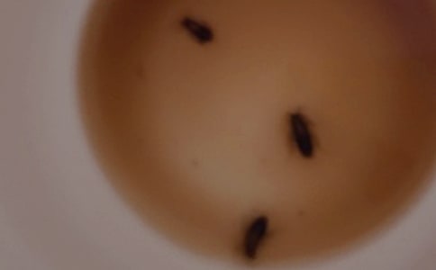 蟑螂的自述作文