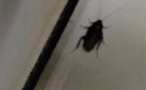 (實用)給蟑螂的信11篇