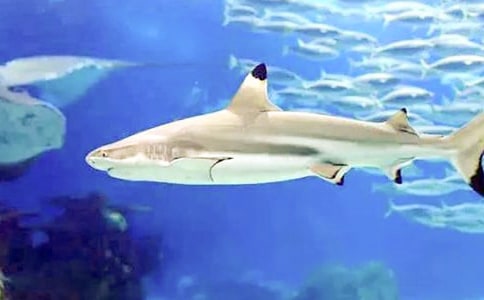 關(guān)于鯊魚作文必備（6篇）