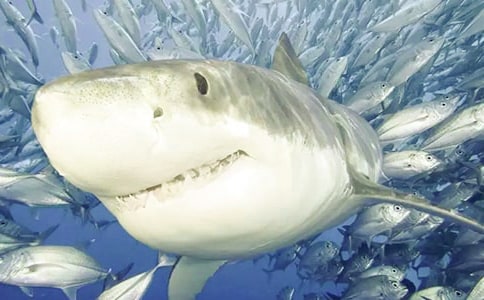 ��˺��ܣ���һ�l�^���΄ӵ����~