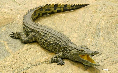 被鱷魚吃掉的日本士兵