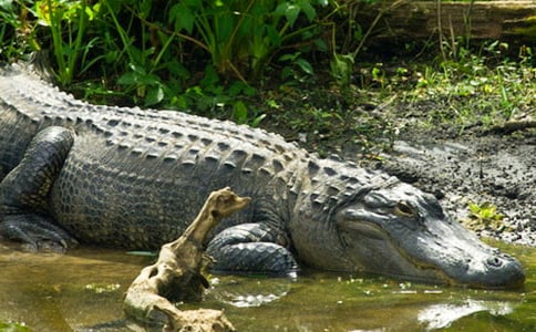 ֻ��һ�l�{�~Ը��