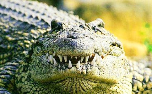 ��Ҋ���{�~��ʲô��˼