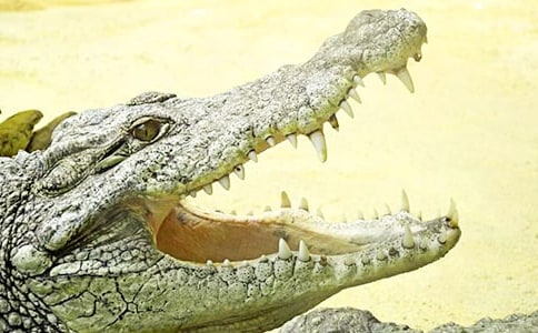 夢見被鱷魚咬的意思