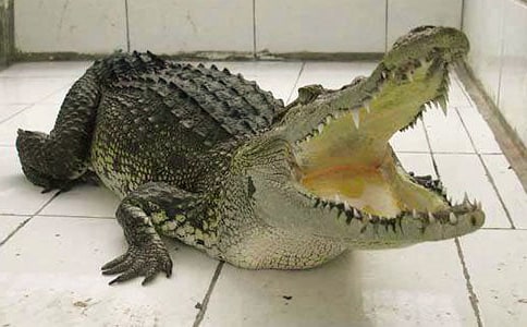 ���{�~(y��)��ԭ����עጡ����g