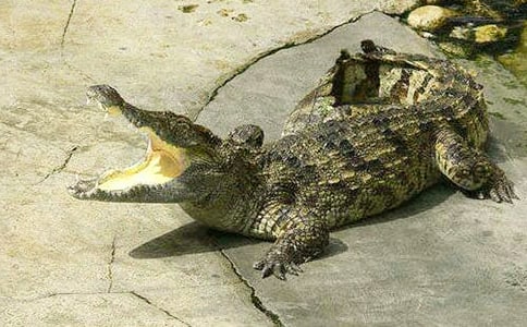 鱷魚島之旅作文(精選32篇)