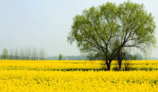 春游活動(dòng)總結(jié)合集15篇