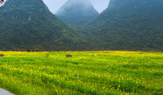 小學春游活動方案